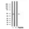 Western blot analysis of extracts from HepG2, using Flotillin 1 antibody. Lane 1 was treated with the blocking peptide.