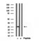 DF12157 staining HepG2 by IF/ICC. The sample were fixed with PFA and permeabilized in 0.1% Triton X-100,then blocked in 10% serum for 45 minutes at 25¡ãC. The primary antibody was diluted at 1/200 and incubated with the sample for 1 hour at 37¡ãC. An  Alexa Fluor 594 conjugated goat anti-rabbit IgG (H+L) Ab, diluted at 1/600, was used as the secondary antibod
