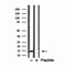 DF12158 staining HepG2 by IF/ICC. The sample were fixed with PFA and permeabilized in 0.1% Triton X-100,then blocked in 10% serum for 45 minutes at 25¡ãC. The primary antibody was diluted at 1/200 and incubated with the sample for 1 hour at 37¡ãC. An  Alexa Fluor 594 conjugated goat anti-rabbit IgG (H+L) Ab, diluted at 1/600, was used as the secondary antibod