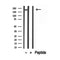 Western blot analysis of extracts from mouse lung, using MYH4-Specific antibody. Lane 1 was treated with the blocking peptide.