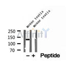 DF12166 at 1/100 staining Rat liver tissue by IHC-P. The sample was formaldehyde fixed and a heat mediated antigen retrieval step in citrate buffer was performed. The sample was then blocked and incubated with the antibody for 1.5 hours at 22¡ãC. An HRP conjugated goat anti-rabbit antibody was used as the secondary