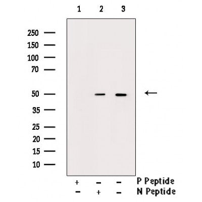 AF3364 staining NIH-3T3 by IF/ICC. The sample were fixed with PFA and permeabilized in 0.1% Triton X-100,then blocked in 10% serum for 45 minutes at 25¡ãC. The primary antibody was diluted at 1/200 and incubated with the sample for 1 hour at 37¡ãC. An  Alexa Fluor 594 conjugated goat anti-rabbit IgG (H+L) Ab, diluted at 1/600, was used as the secondary antibod