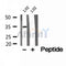 DF12174 at 1/100 staining Mouse kidney tissue by IHC-P. The sample was formaldehyde fixed and a heat mediated antigen retrieval step in citrate buffer was performed. The sample was then blocked and incubated with the antibody for 1.5 hours at 22¡ãC. An HRP conjugated goat anti-rabbit antibody was used as the secondary