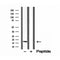 Western blot analysis of extracts from mouse brain, using CPLX1 antibody. Lane 1 was treated with the blocking peptide.