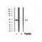 Western blot analysis of extracts from Mouse brain, using ERO1LB Antibody. Lane 1 was treated with the blocking peptide.