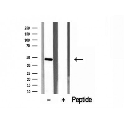 Western blot analysis of extracts from Mouse brain, using ERO1LB Antibody. Lane 1 was treated with the blocking peptide.