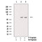 AF3368 staining HepG2 by IF/ICC. The sample were fixed with PFA and permeabilized in 0.1% Triton X-100,then blocked in 10% serum for 45 minutes at 25¡ãC. The primary antibody was diluted at 1/200 and incubated with the sample for 1 hour at 37¡ãC. An  Alexa Fluor 594 conjugated goat anti-rabbit IgG (H+L) Ab, diluted at 1/600, was used as the secondary antibod