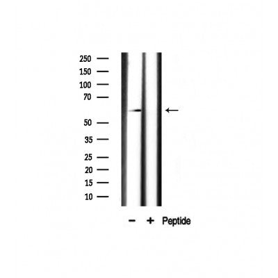 Western blot analysis on mouse brain lysate using Cyclin L1 Antibody