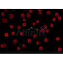AF0236 staining HepG2 by IF/ICC. The sample were fixed with PFA and permeabilized in 0.1% Triton X-100,then blocked in 10% serum for 45 minutes at 25¡ãC. The primary antibody was diluted at 1/200 and incubated with the sample for 1 hour at 37¡ãC. An  Alexa Fluor 594 conjugated goat anti-rabbit IgG (H+L) Ab, diluted at 1/600, was used as the secondary antibod