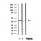 DF12224 at 1/100 staining Mouse colon tissue by IHC-P. The sample was formaldehyde fixed and a heat mediated antigen retrieval step in citrate buffer was performed. The sample was then blocked and incubated with the antibody for 1.5 hours at 22¡ãC. An HRP conjugated goat anti-rabbit antibody was used as the secondary