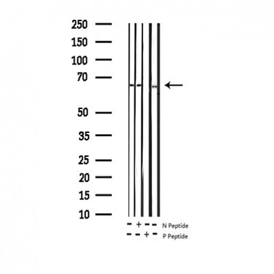 AF3370 staining HuvEc by IF/ICC. The sample were fixed with PFA and permeabilized in 0.1% Triton X-100,then blocked in 10% serum for 45 minutes at 25¡ãC. The primary antibody was diluted at 1/200 and incubated with the sample for 1 hour at 37¡ãC. An  Alexa Fluor 594 conjugated goat anti-rabbit IgG (H+L) Ab, diluted at 1/600, was used as the secondary antibod