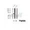 DF12234 at 1/100 staining Rat liver tissue by IHC-P. The sample was formaldehyde fixed and a heat mediated antigen retrieval step in citrate buffer was performed. The sample was then blocked and incubated with the antibody for 1.5 hours at 22¡ãC. An HRP conjugated goat anti-rabbit antibody was used as the secondary