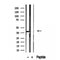 DF12238 staining HepG2 by IF/ICC. The sample were fixed with PFA and permeabilized in 0.1% Triton X-100,then blocked in 10% serum for 45 minutes at 25¡ãC. The primary antibody was diluted at 1/200 and incubated with the sample for 1 hour at 37¡ãC. An  Alexa Fluor 594 conjugated goat anti-rabbit IgG (H+L) Ab, diluted at 1/600, was used as the secondary antibod