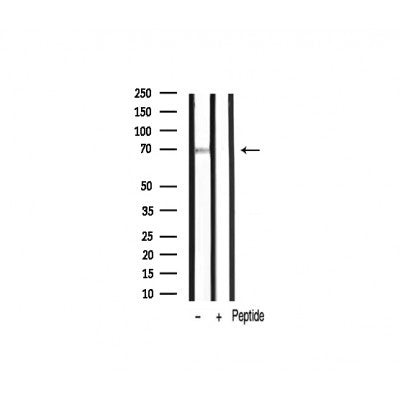 AF3404 staining NIH-3T3 by IF/ICC. The sample were fixed with PFA and permeabilized in 0.1% Triton X-100,then blocked in 10% serum for 45 minutes at 25¡ãC. The primary antibody was diluted at 1/200 and incubated with the sample for 1 hour at 37¡ãC. An  Alexa Fluor 594 conjugated goat anti-rabbit IgG (H+L) Ab, diluted at 1/600, was used as the secondary antibod
