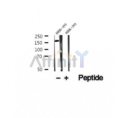 DF12253 at 1/100 staining Rat lung tissue by IHC-P. The sample was formaldehyde fixed and a heat mediated antigen retrieval step in citrate buffer was performed. The sample was then blocked and incubated with the antibody for 1.5 hours at 22¡ãC. An HRP conjugated goat anti-rabbit antibody was used as the secondary