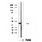 Western blot analysis of extracts of human testis tissue, using CRISP2 antibody.