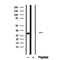 Western blot analysis of extracts from various samples, using DNAJB3 Antibody.
 Lane 1: Sp2/0 treated with blocking peptide.
 Lane 2: Sp2/0;
 Lane 3: Mouse spleen;
 