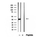 Western blot analysis of extracts from Hela, using FSTL1 Antibody. The lane on the left was treated with blocking peptide.