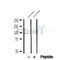 DF12287 staining HepG2 by IF/ICC. The sample were fixed with PFA and permeabilized in 0.1% Triton X-100,then blocked in 10% serum for 45 minutes at 25¡ãC. The primary antibody was diluted at 1/200 and incubated with the sample for 1 hour at 37¡ãC. An  Alexa Fluor 594 conjugated goat anti-rabbit IgG (H+L) Ab, diluted at 1/600, was used as the secondary antibod