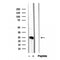 Western blot analysis of extracts from various samples, using MPZL2 Antibody.
 Lane 1: RAW264.7, treated with blocking peptide;
 Lane 2: RAW264.7;
 Lane 3: Pc12.