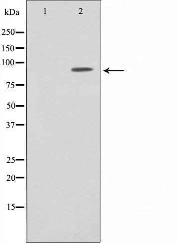 AF5004 staining HeLa by IF/ICC. The sample were fixed with PFA and permeabilized in 0.1% Triton X-100,then blocked in 10% serum for 45 minutes at 25¡ãC. The primary antibody was diluted at 1/200 and incubated with the sample for 1 hour at 37¡ãC. An  Alexa Fluor 594 conjugated goat anti-rabbit IgG (H+L) Ab, diluted at 1/600, was used as the secondary antibod