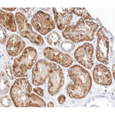 AF0237 at 1/100 staining human kidney tissue sections by IHC-P. The tissue was formaldehyde fixed and a heat mediated antigen retrieval step in citrate buffer was performed. The tissue was then blocked and incubated with the antibody for 1.5 hours at 22¡ãC. An HRP conjugated goat anti-rabbit antibody was used as the secondary