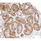 AF0237 at 1/100 staining human kidney tissue sections by IHC-P. The tissue was formaldehyde fixed and a heat mediated antigen retrieval step in citrate buffer was performed. The tissue was then blocked and incubated with the antibody for 1.5 hours at 22¡ãC. An HRP conjugated goat anti-rabbit antibody was used as the secondary