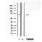 DF12315 staining Hela by IF/ICC. The samples were fixed with PFA and permeabilized in 0.1% Triton X-100,then blocked in 10% serum for 45 minutes at 25¡ãC. Samples were then incubated with primary Ab(DF12315 1:200) and mouse anti-beta tubulin Ab(T0023 1:200) for 1 hour at 37¡ãC. An  AlexaFluor594 conjugated goat anti-rabbit IgG(H+L) Ab(S0006 1:200 Red) and an AlexaFluor488 conjugated goat anti-mouse IgG(H+L) Ab(S0017 1:600 Green) were used as the secondary antibod