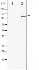 AF6071 staining MDA-MB-231 by IF/ICC. The sample were fixed with PFA and permeabilized in 0.1% Triton X-100,then blocked in 10% serum for 45 minutes at 25¡ãC. The primary antibody was diluted at 1/200 and incubated with the sample for 1 hour at 37¡ãC. An  Alexa Fluor 594 conjugated goat anti-rabbit IgG (H+L) Ab, diluted at 1/600, was used as the secondary antibod