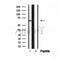 Western blot analysis of extracts from various samples, using SMOX antibody.
 Lane 1: rat brain treated with blocking peptide.
 Lane 2: Rat brain;
 Lane 3: 293;
 