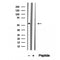 DF12325 staining Hela by IF/ICC. The samples were fixed with PFA and permeabilized in 0.1% Triton X-100,then blocked in 10% serum for 45 minutes at 25¡ãC. Samples were then incubated with primary Ab(DF12325 1:200) and mouse anti-beta tubulin Ab(T0023 1:200) for 1 hour at 37¡ãC. An  AlexaFluor594 conjugated goat anti-rabbit IgG(H+L) Ab(S0006 1:200 Red) and an AlexaFluor488 conjugated goat anti-mouse IgG(H+L) Ab(S0017 1:600 Green) were used as the secondary antibod
