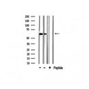 AF6162 staining 293 by IF/ICC. The sample were fixed with PFA and permeabilized in 0.1% Triton X-100,then blocked in 10% serum for 45 minutes at 25¡ãC. The primary antibody was diluted at 1/200 and incubated with the sample for 1 hour at 37¡ãC. An  Alexa Fluor 594 conjugated goat anti-rabbit IgG (H+L) Ab, diluted at 1/600, was used as the secondary antibod