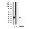 Western blot analysis of extracts from 3T3, using ARL8B antibody. Lane 1 was treated with the blocking peptide.