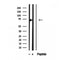 Western blot analysis of extracts from various samples, using ATP6V1A antibody.
 Lane 1: rat brain treated with blocking peptide.
 Lane 2: Rat brain;
 Lane 3: B16F10;
 