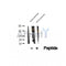 DF12359 at 1/100 staining Mouse lung tissue by IHC-P. The sample was formaldehyde fixed and a heat mediated antigen retrieval step in citrate buffer was performed. The sample was then blocked and incubated with the antibody for 1.5 hours at 22¡ãC. An HRP conjugated goat anti-rabbit antibody was used as the secondary