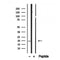 DF12370 at 1/100 staining Mouse brain tissue by IHC-P. The sample was formaldehyde fixed and a heat mediated antigen retrieval step in citrate buffer was performed. The sample was then blocked and incubated with the antibody for 1.5 hours at 22¡ãC. An HRP conjugated goat anti-rabbit antibody was used as the secondary