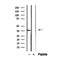 Western blot analysis of extracts from 293, using EIF3I Antibody. The lane on the left was treated with blocking peptide.