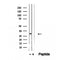 Western blot analysis of extracts from hepg2, using ETFA antibody. Lane 1 was treated with the blocking peptide.