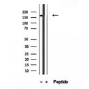 Western blot analysis of extracts from 3t3, using KIDINS220 Antibody. The lane on the left was treated with blocking peptide.