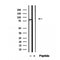 Western blot analysis of extracts from various samples, using LETM1 Antibody.
 Lane 1: Sp2/0 treated with blocking peptide.
 Lane 2: Sp2/0;
 Lane 3: 293;
 Lane 4: Hela;
 