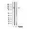 DF12420 staining Hela by IF/ICC. The samples were fixed with PFA and permeabilized in 0.1% Triton X-100,then blocked in 10% serum for 45 minutes at 25¡ãC. Samples were then incubated with primary Ab(DF12420 1:200) and mouse anti-beta tubulin Ab(T0023 1:200) for 1 hour at 37¡ãC. An  AlexaFluor594 conjugated goat anti-rabbit IgG(H+L) Ab(S0006 1:200 Red) and an AlexaFluor488 conjugated goat anti-mouse IgG(H+L) Ab(S0017 1:600 Green) were used as the secondary antibod