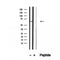 Western blot analysis of extracts from 3T3, using NFKBIZ Antibody. The lane on the left was treated with blocking peptide.