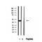 Western blot analysis of extracts from various samples, using OXA1L Antibody.
 Lane 1: HepG2 treated with blocking peptide;
 Lane 2: HepG2;
Lane 3: Hela.