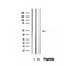 Western blot analysis of extracts from HepG2, using PAFAH2 Antibody. The lane on the left was treated with blocking peptide.