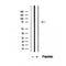 Western blot analysis of extracts from 3t3, using PCCA Antibody. Lane 1 was treated with the blocking peptide.