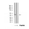 Western blot analysis of extracts from Rat  liver, using PIK3IP1 Antibody. The lane on the left was treated with blocking peptide.