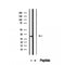 DF12455 staining Hela by IF/ICC. The sample were fixed with PFA and permeabilized in 0.1% Triton X-100,then blocked in 10% serum for 45 minutes at 25¡ãC. The primary antibody was diluted at 1/200 and incubated with the sample for 1 hour at 37¡ãC. An  Alexa Fluor 594 conjugated goat anti-rabbit IgG (H+L) Ab, diluted at 1/600, was used as the secondary antibod