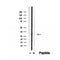 Western blot analysis of extracts from various samples, using REEP2 Antibody.
 Lane 1: Rat heart treated with blocking peptide;
 Lane 2: Rat heart;
Lane 3: Hela.