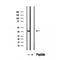 DF12466 staining Hela by IF/ICC. The sample were fixed with PFA and permeabilized in 0.1% Triton X-100,then blocked in 10% serum for 45 minutes at 25¡ãC. The primary antibody was diluted at 1/200 and incubated with the sample for 1 hour at 37¡ãC. An  Alexa Fluor 594 conjugated goat anti-rabbit IgG (H+L) Ab, diluted at 1/600, was used as the secondary antibod