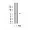 Western blot analysis of extracts from Pc12, using SHMT1 Antibody. The lane on the left was treated with blocking peptide.